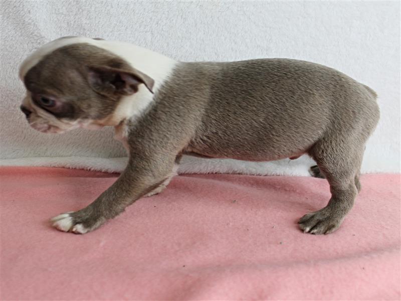 puppy image