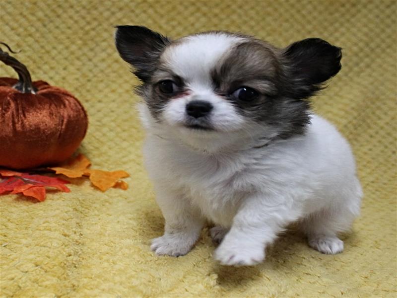 puppy image