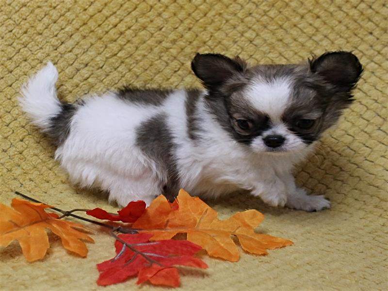 puppy image