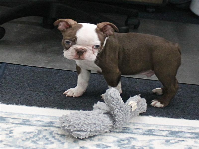 puppy image