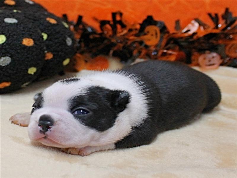 puppy image