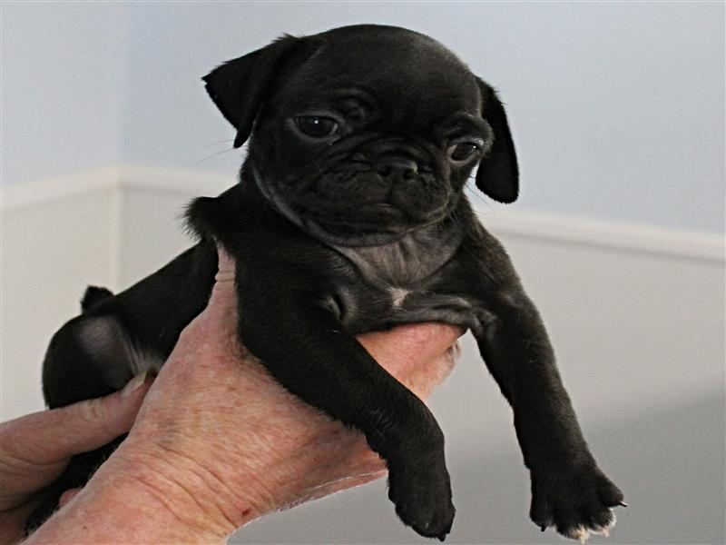puppy image