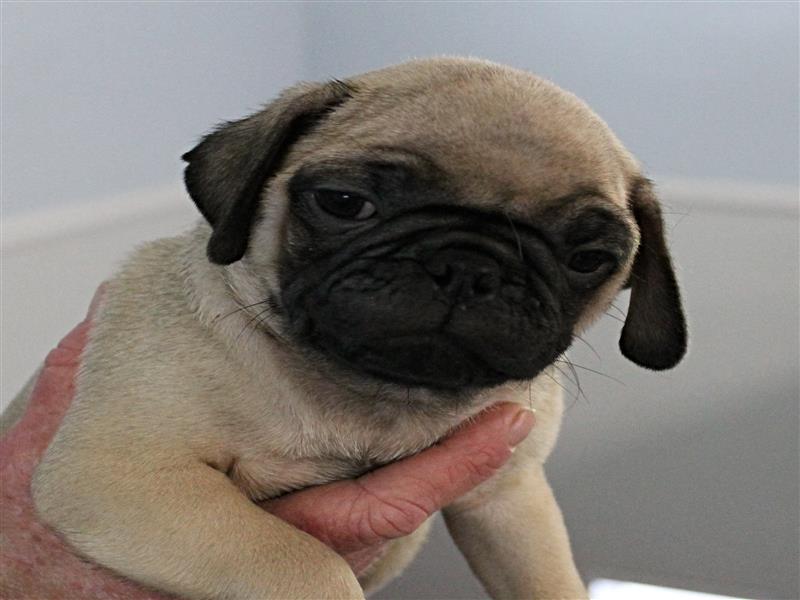 puppy image