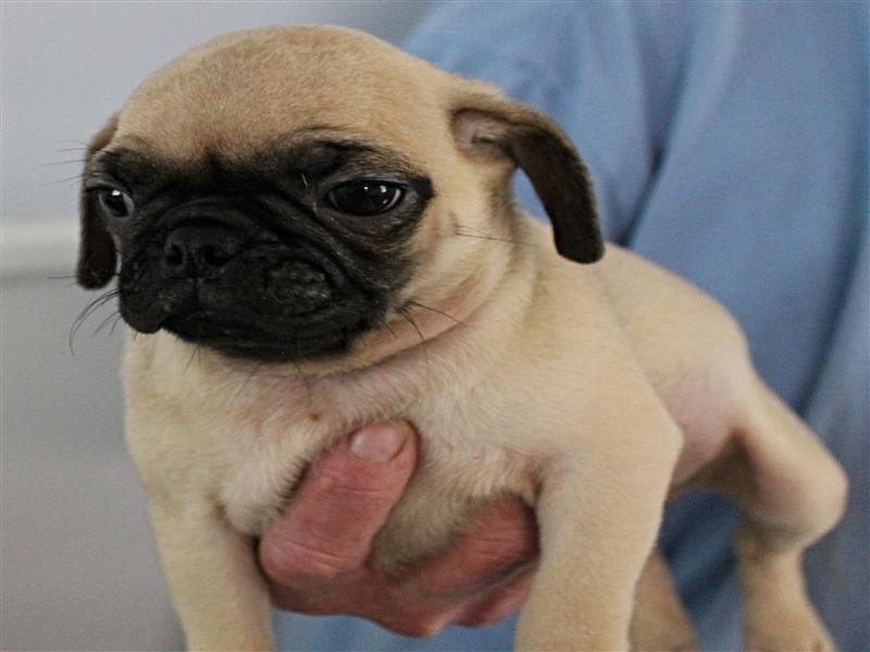 puppy image