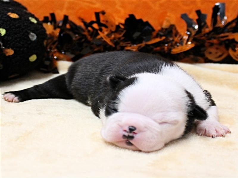puppy image