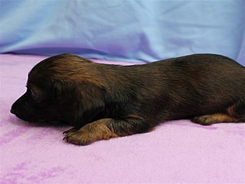 puppy image