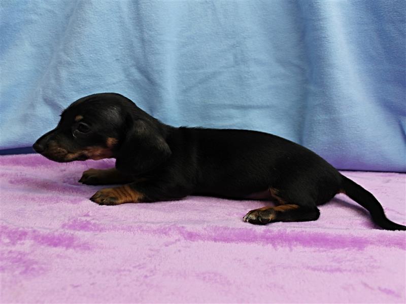 puppy image