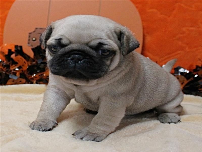 puppy image