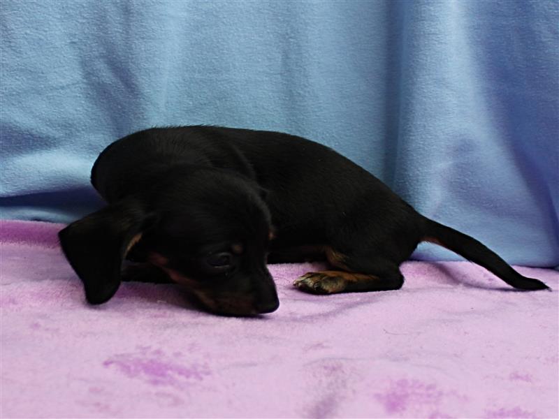 puppy image
