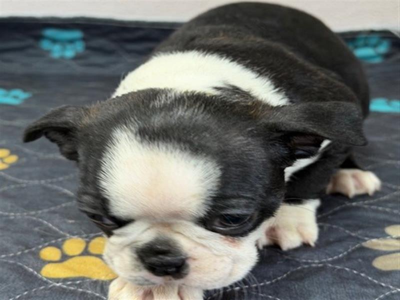 puppy image