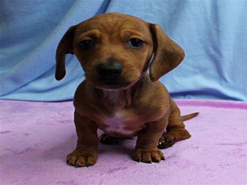 puppy image