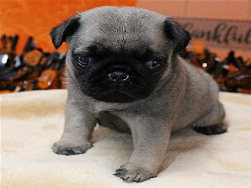 puppy image