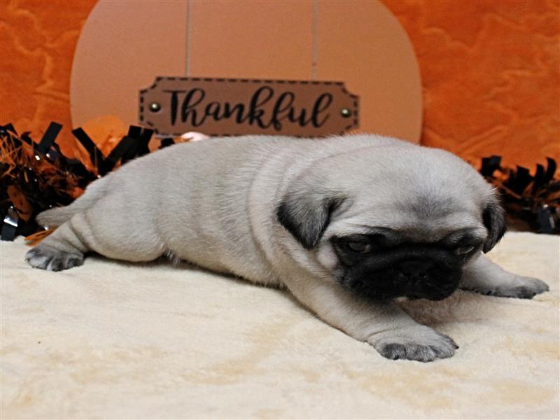puppy image