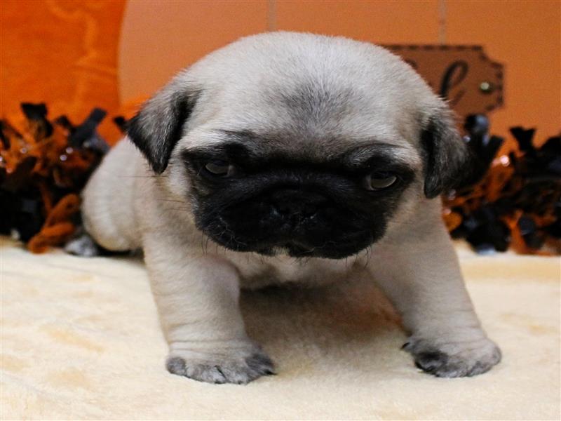 puppy image