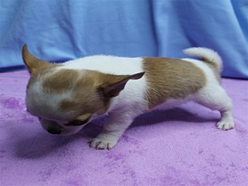 puppy image