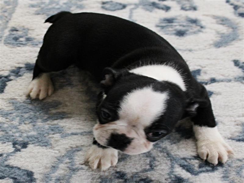 puppy image