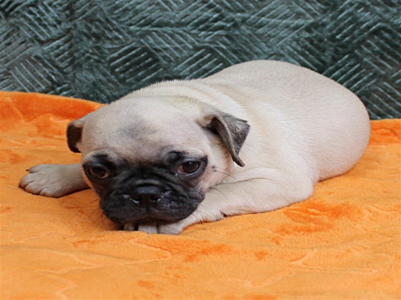 puppy image
