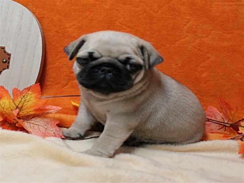 puppy image