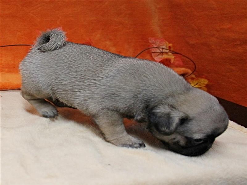 puppy image