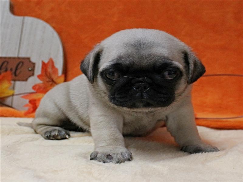 puppy image