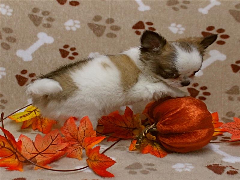 puppy image