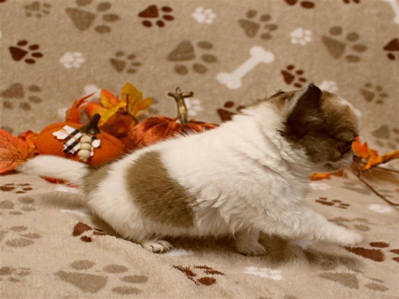 puppy image