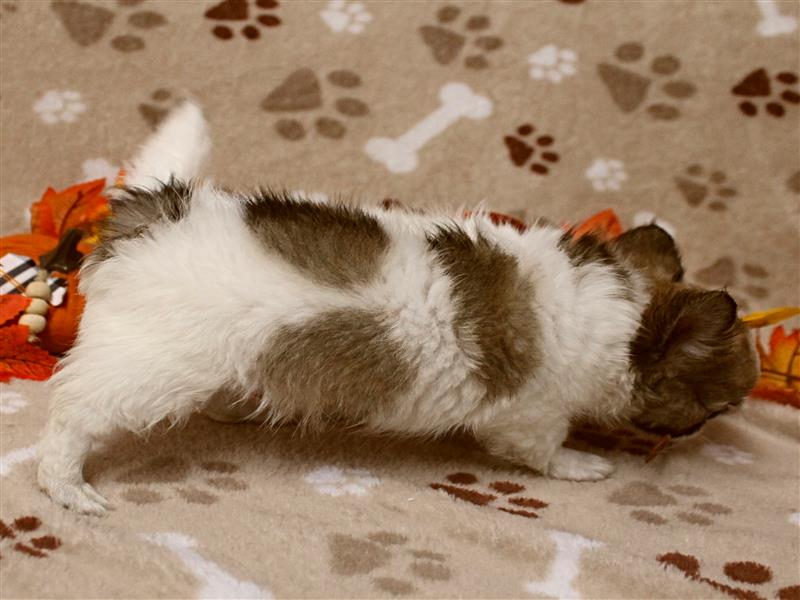 puppy image