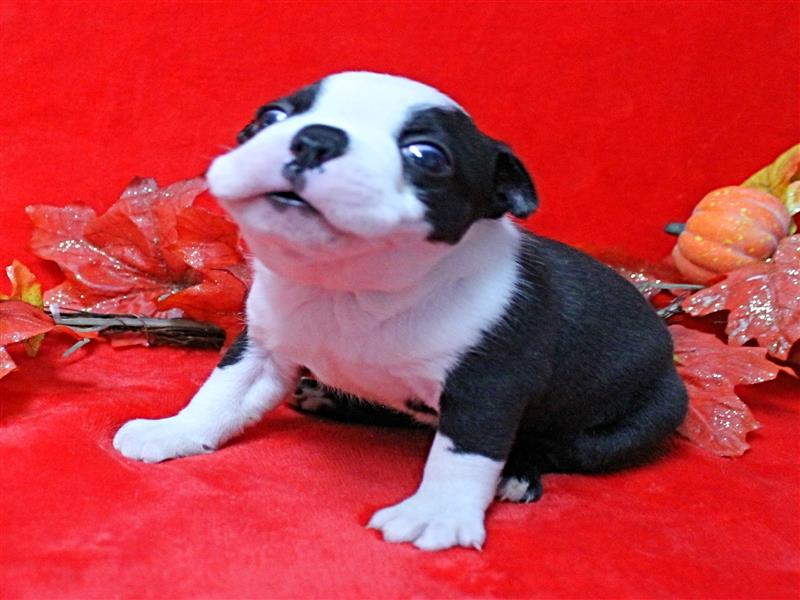 puppy image