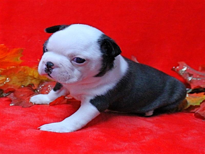 puppy image