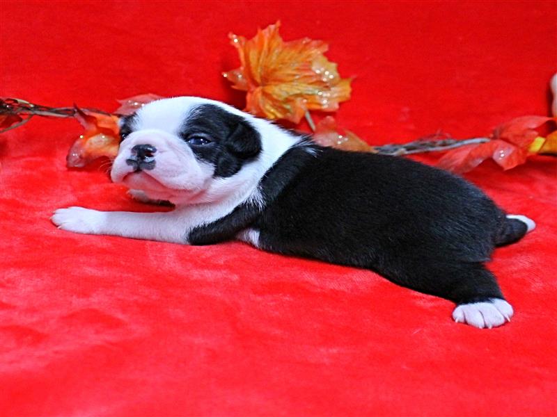 puppy image