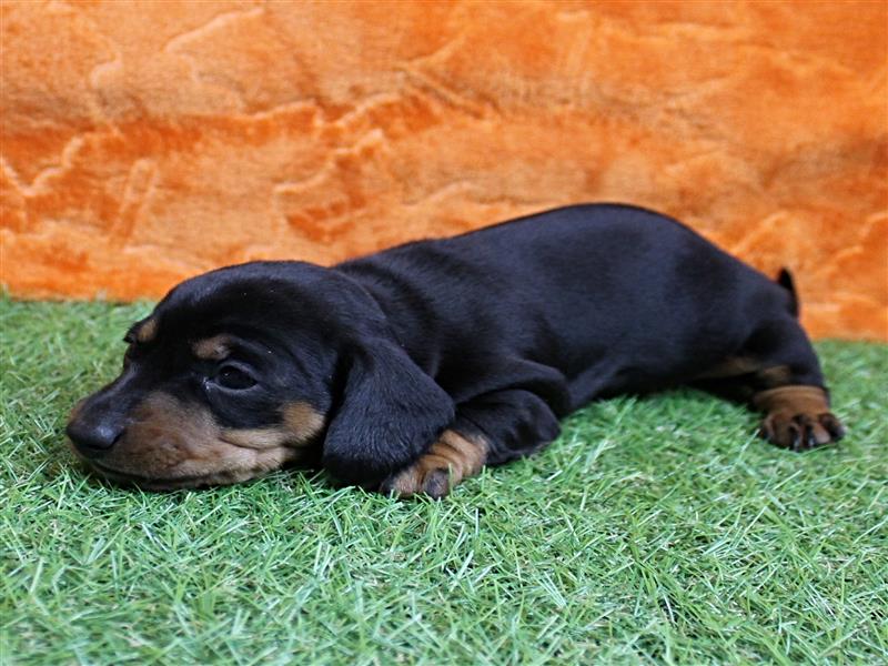 puppy image