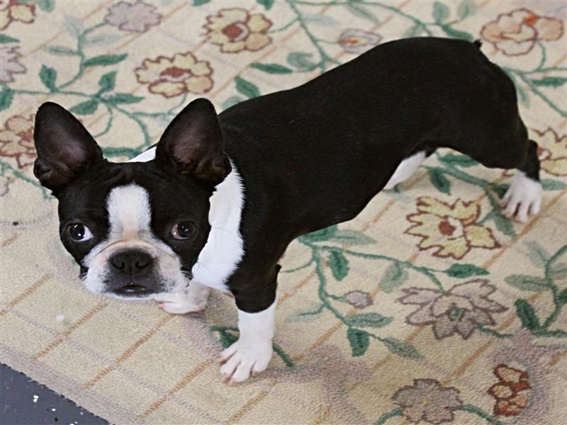 puppy image