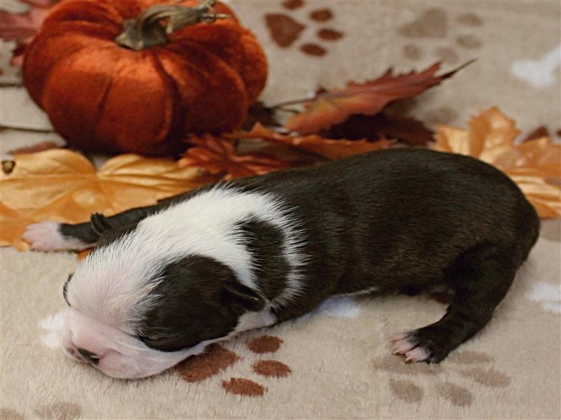 puppy image