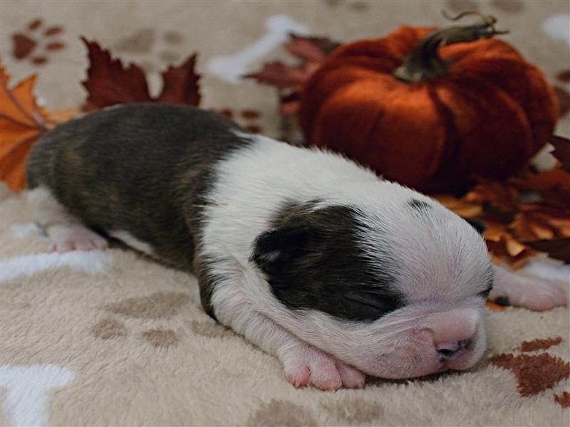 puppy image