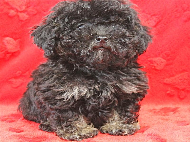 puppy image