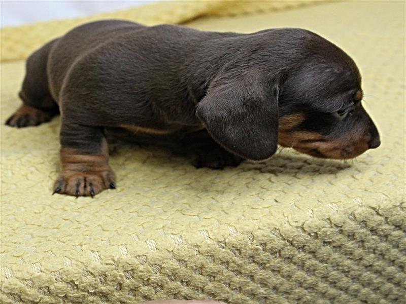 puppy image