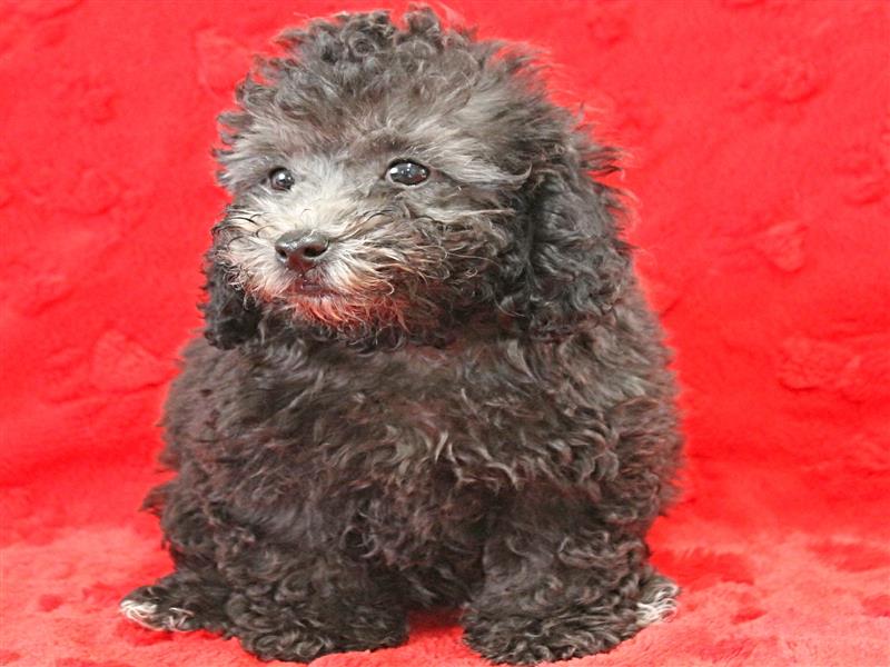 puppy image