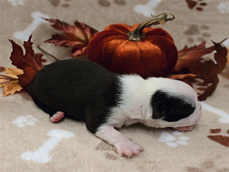 puppy image