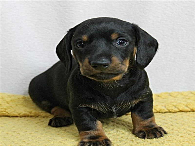 puppy image