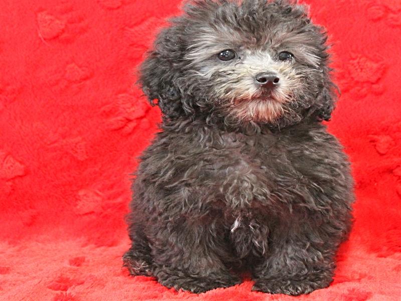 puppy image