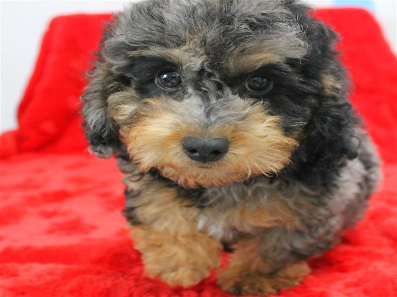 puppy image