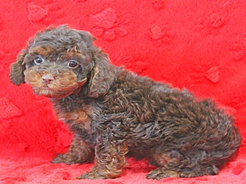 puppy image