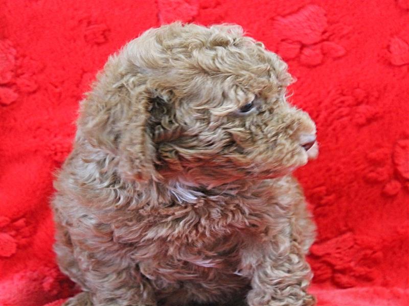puppy image