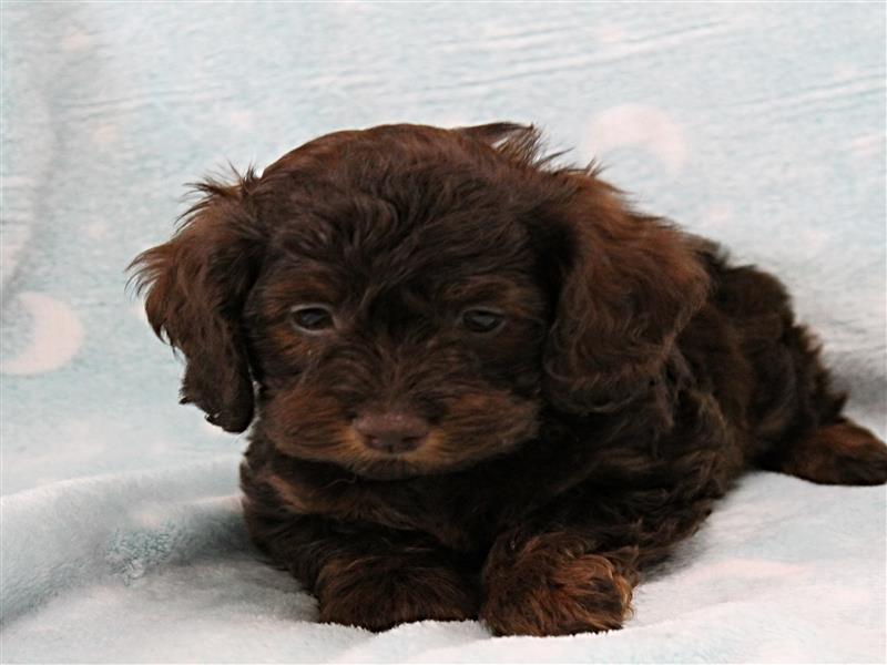 puppy image