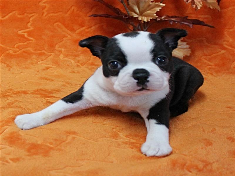puppy image