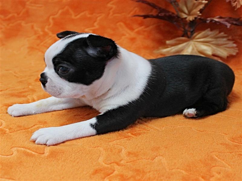 puppy image