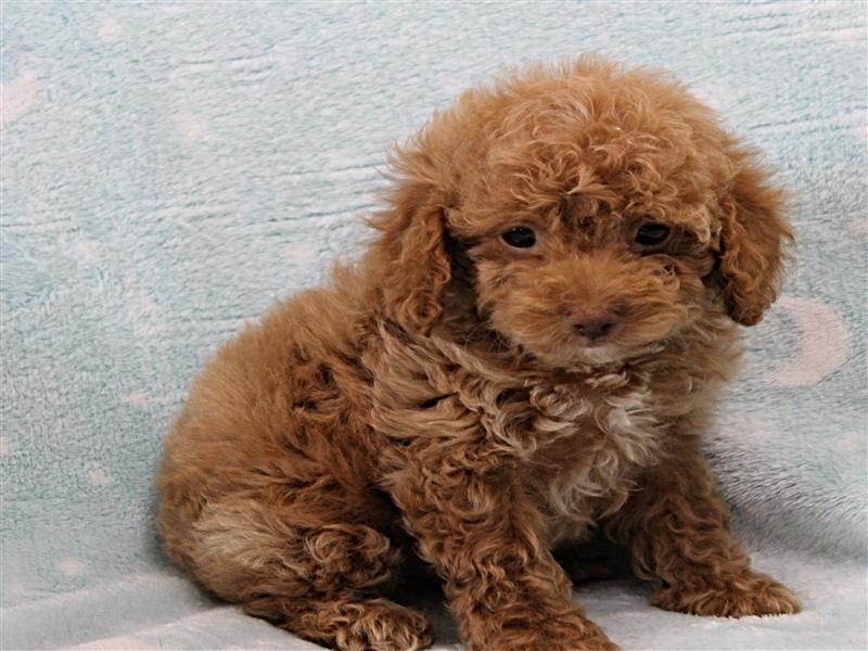 puppy image