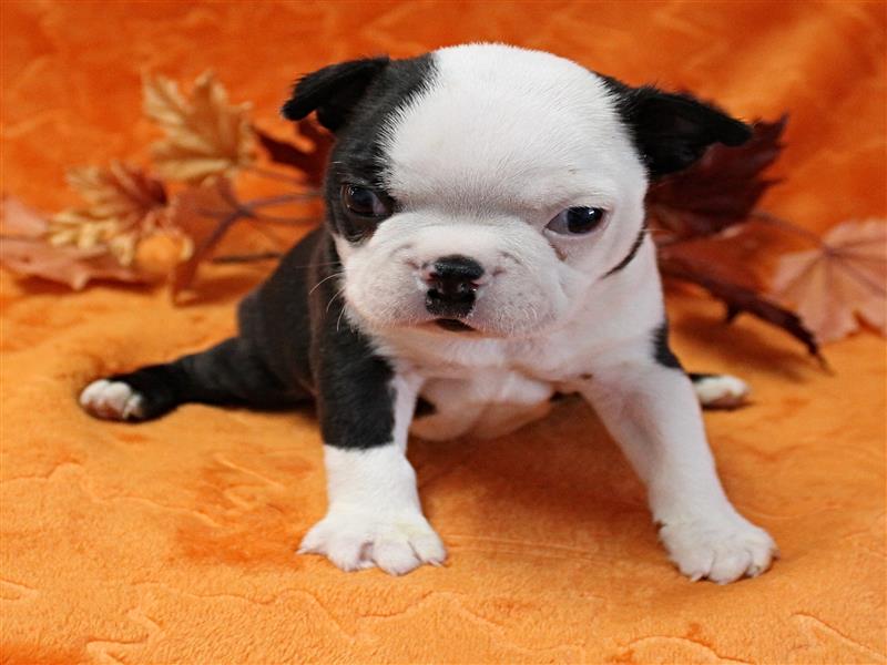 puppy image