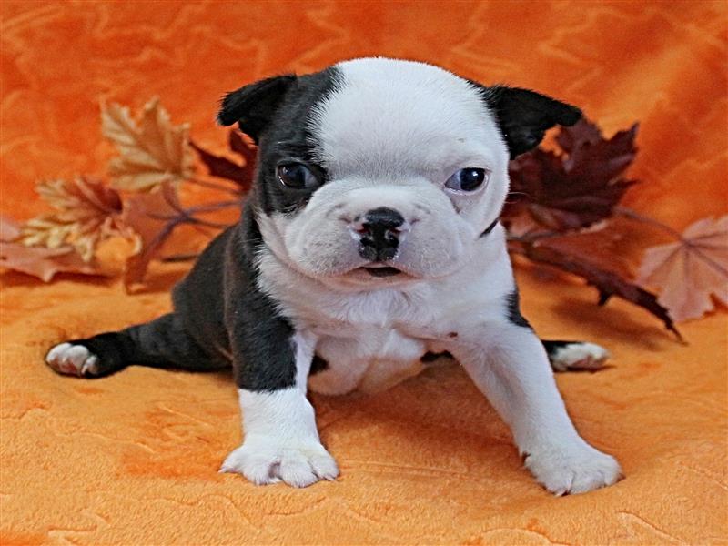puppy image