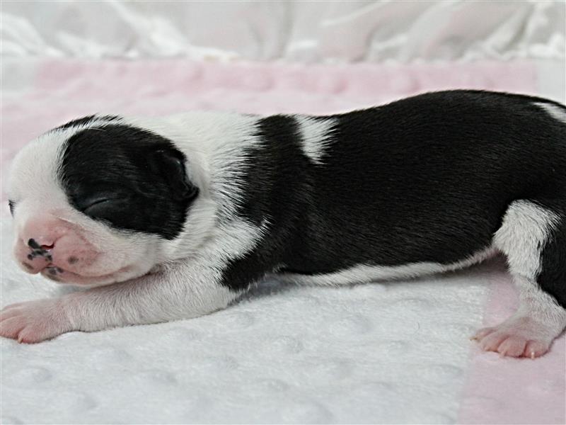 puppy image